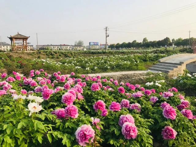 就能一賞國花真容如今,不必遠行許多人都會想到洛陽提起牡丹牡丹園瀆