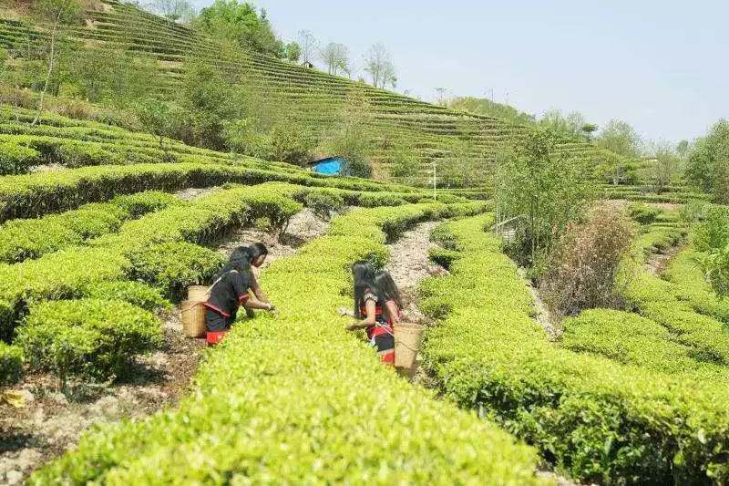 沧源佤山茶厂图片