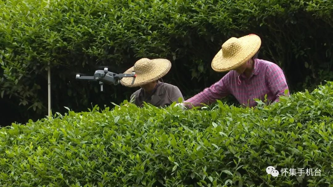 怀集新岗茶场图片