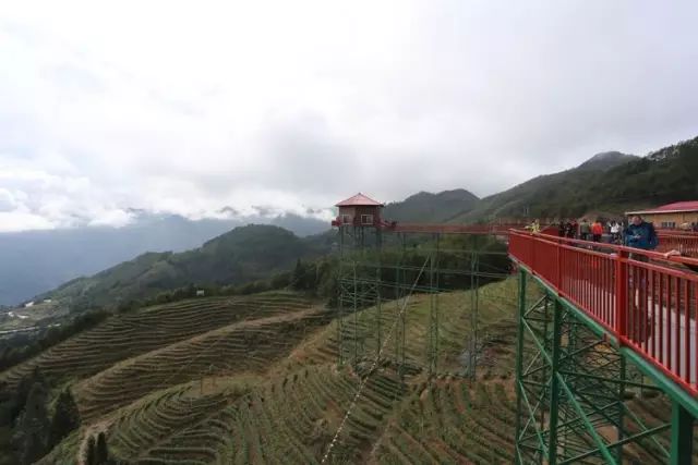 周宁杜娟花海小镇 苏家山玻璃栈道 仙凤山直通车一日游发团