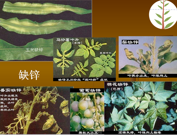 【农业技术】作物缺素图谱大全!收藏版_植物