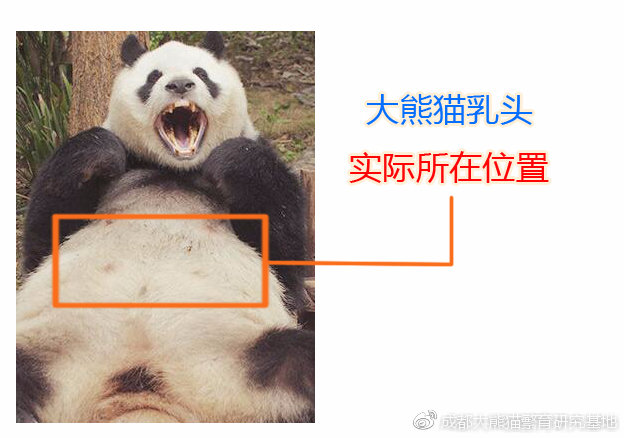 成都一雌性熊猫被两雄性熊猫欺负?官方:相互玩耍嬉戏