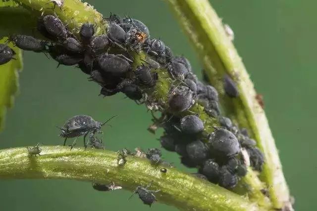 种葡萄必须得认识的14种害虫