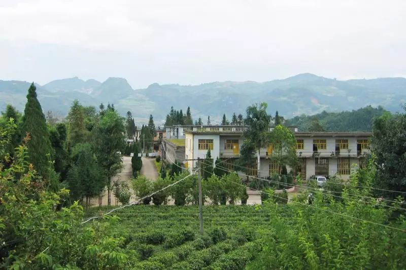 沧源佤山茶厂图片