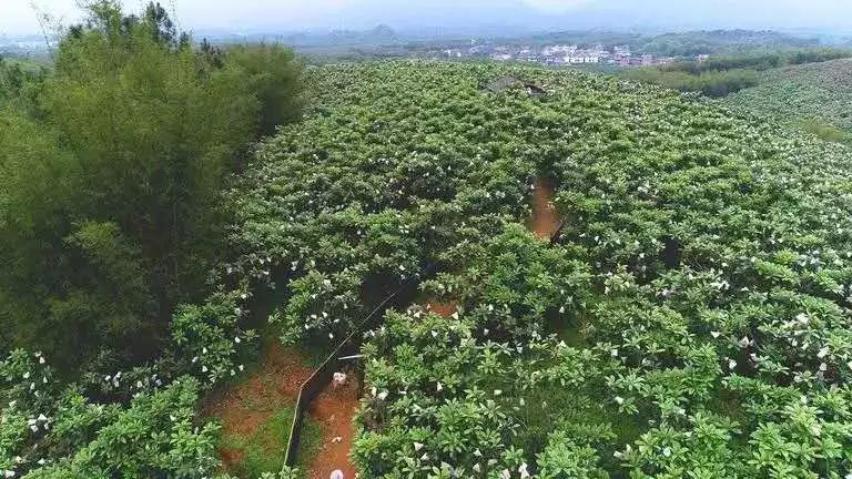 是全国商品粮生产基地县农副产品丰盛且独具特色始兴境内山地丘陵交错