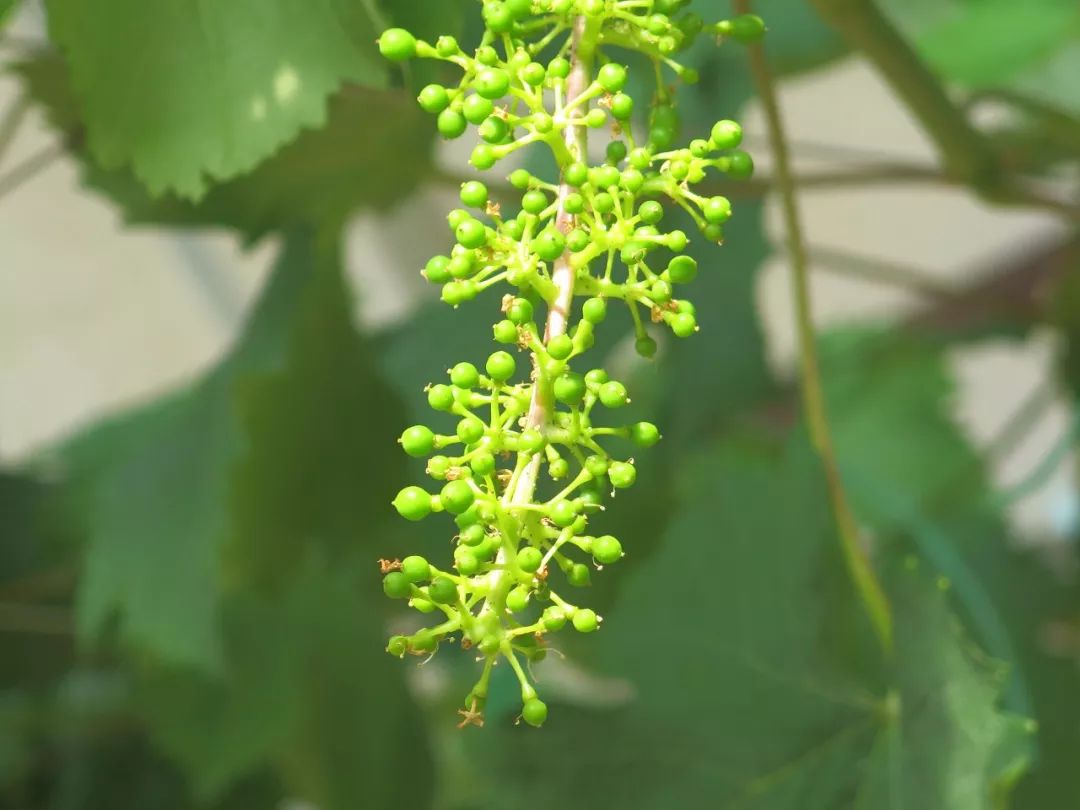 待到花開過後,方見小葡萄~~含苞待放的葡萄花穗