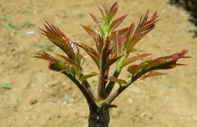 市場|香椿上市量增大價格走低,新人種植香椿要提前學習相關技術_種子