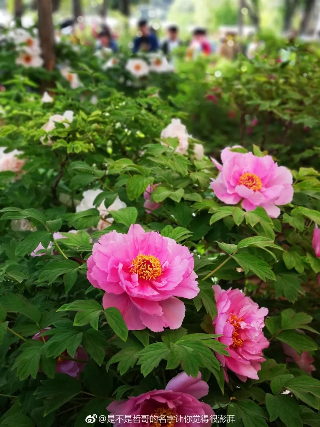 王城公園家家戶戶聞春風花開時節動京城,問道洛陽花正好四月,牡丹傾城