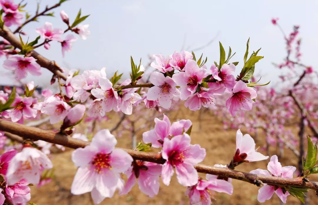 水韵桃乡 大美深州 2019桃花文化旅游节今日正式启幕