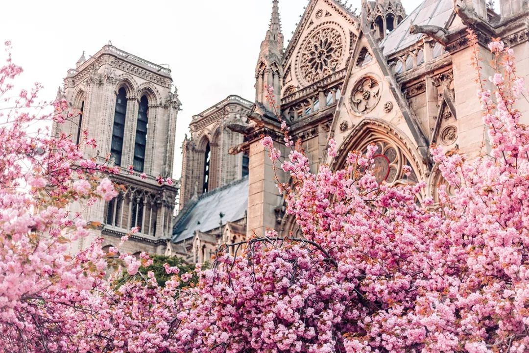 巴黎圣母院附近的街道和广场也能看到樱花树,绕过教堂旁到河边的小