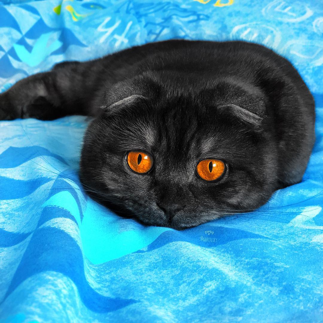 苏格兰黑色折耳猫图片