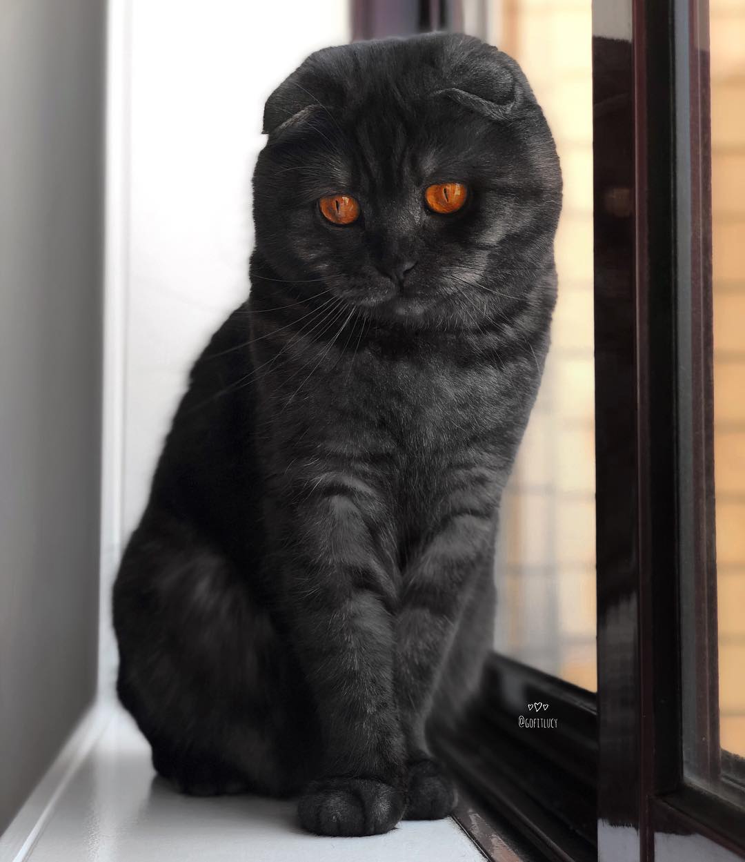 黑色苏格兰折耳猫图片图片