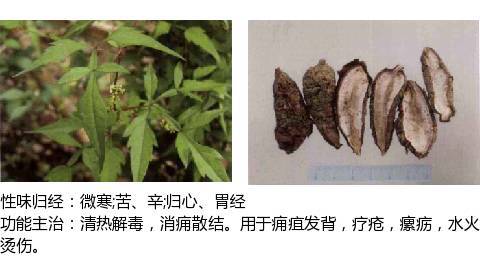 史上最全中草药图谱附主治功效