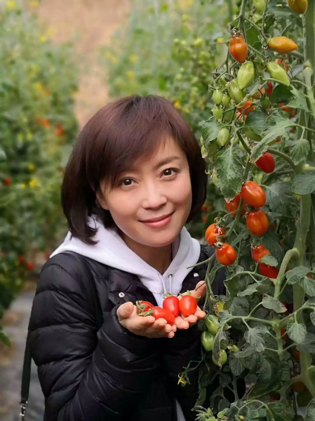 长葛哪家农场:梨园春主持人庞晓戈刚刚跑来采摘水果小番茄?