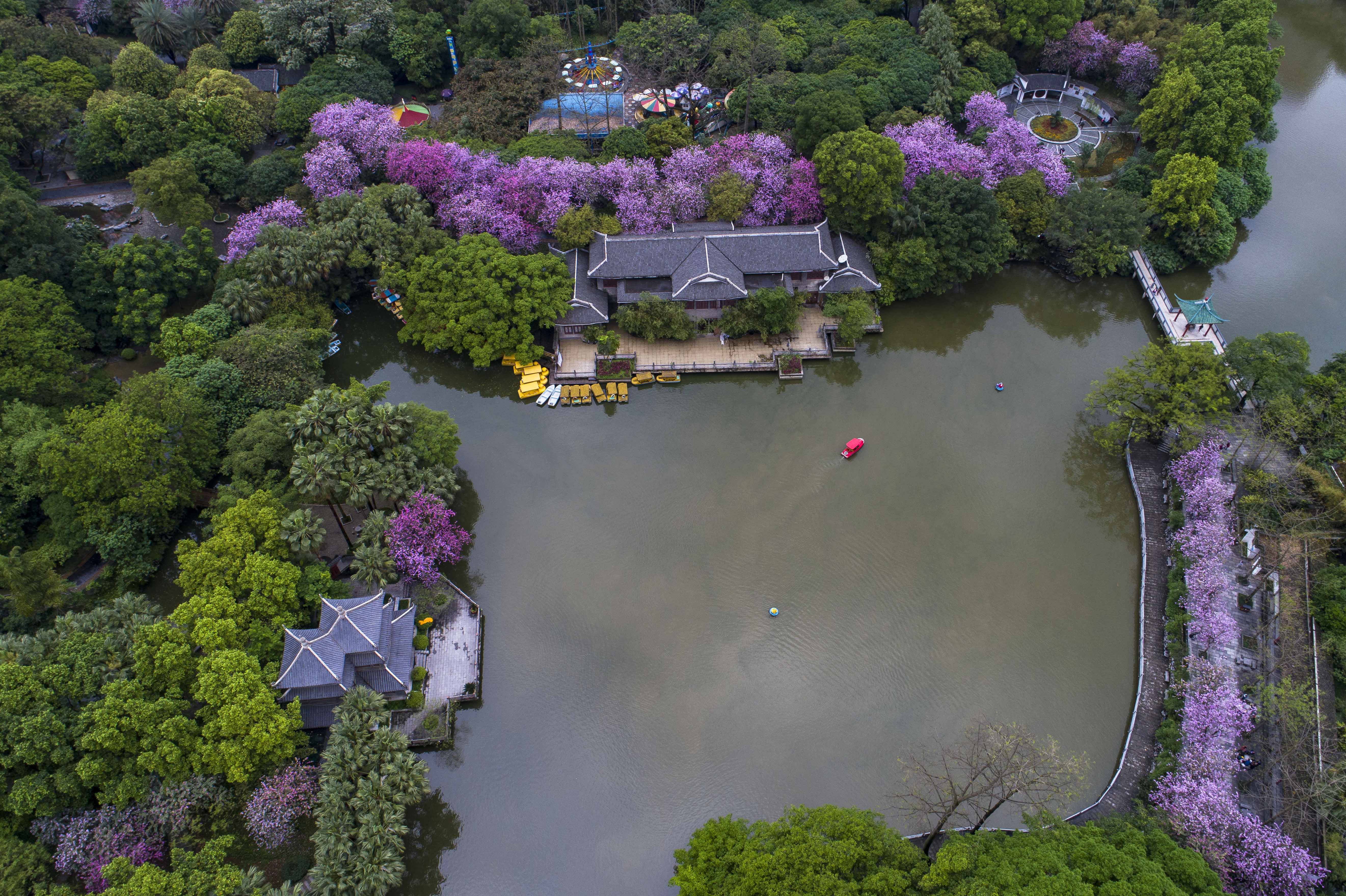 雨后洋紫荆别样美4月14日,在广西柳州市柳侯公园,盛开的洋紫荆把公园