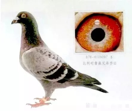 看点世界顶级大名鸽的优秀鸽眼分析