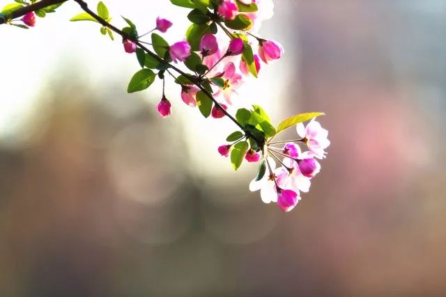 海棠花开唯美句子(垂丝海棠花开唯美句子)