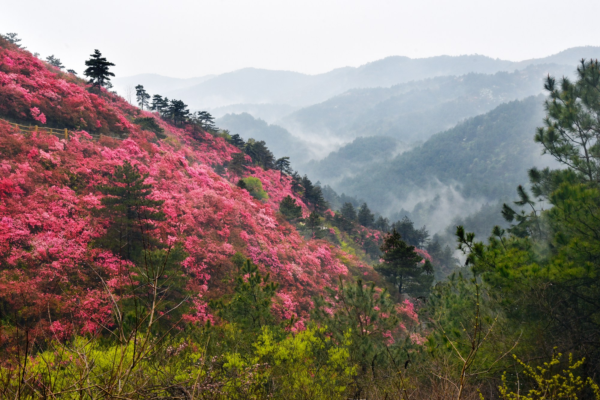 武汉云雾山,网红景点遇网红,却红不过满山映山红