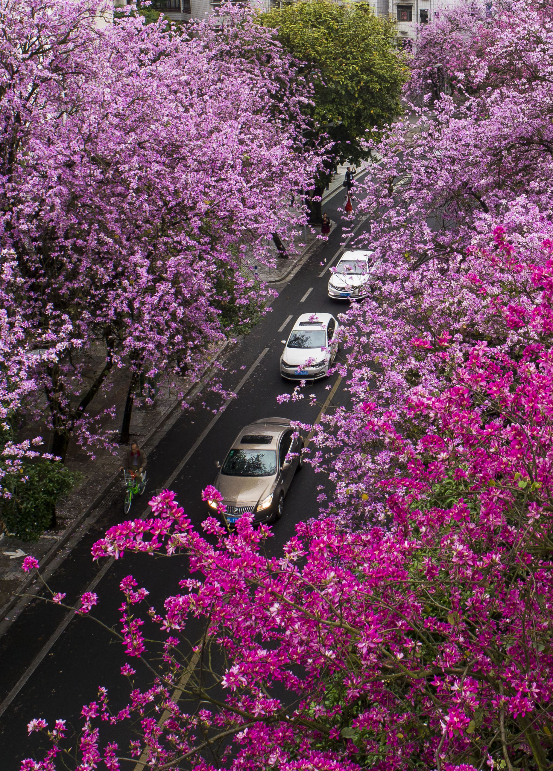 广西柳州:雨后洋紫荆别样美