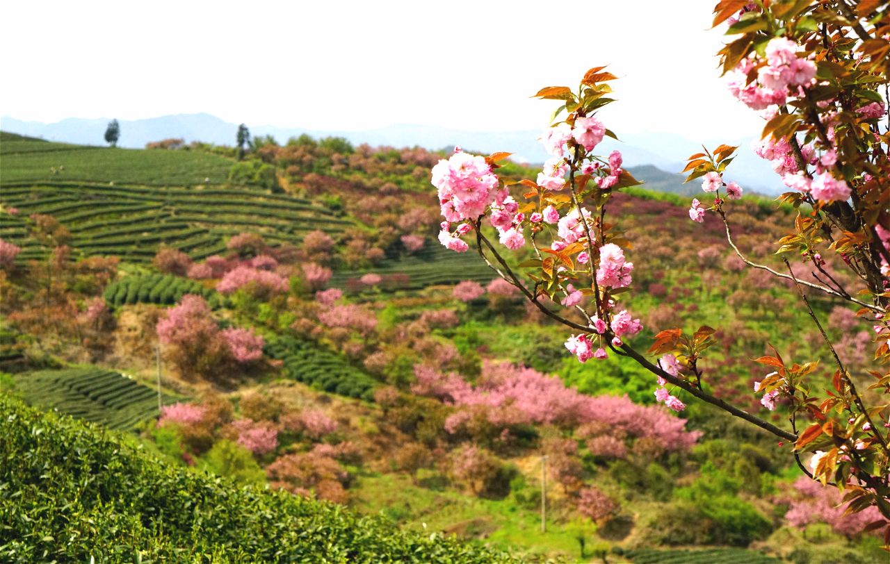 送你一首春天的詩2019餘姚四明山旅遊節正式開幕七大洲留學生大嵐櫻花