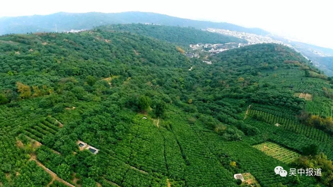 老馬說,洞庭山碧螺春的好品質,得益於太湖好山水的滋養,也源於茶種的