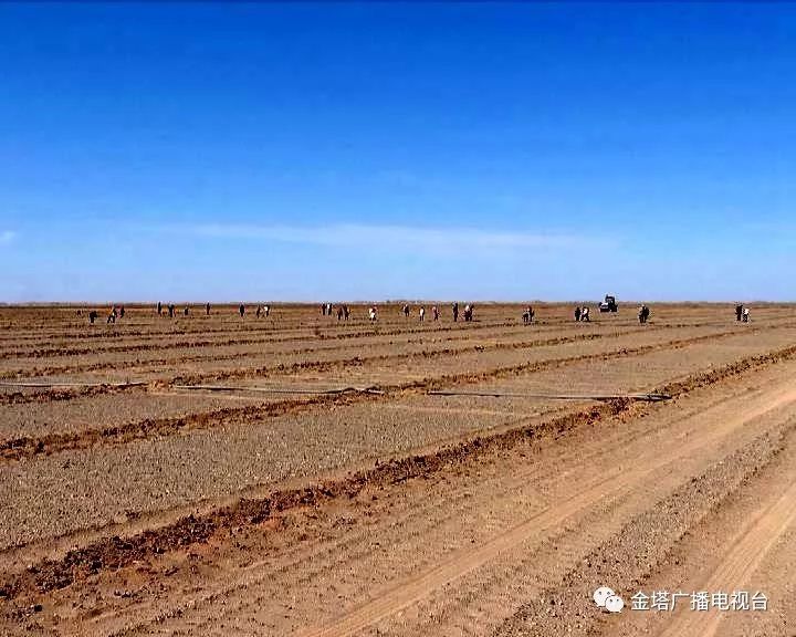 為了治理沙害,金塔縣堅持不懈植樹造林,聚全縣之力防風固沙,走出了一