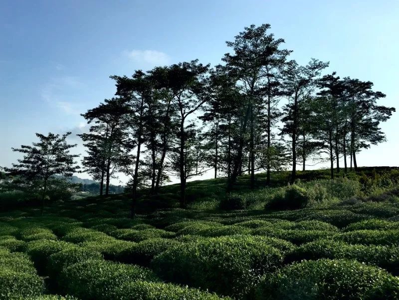 每天為她心動一百次邂逅新昌魅力茶景