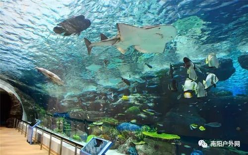 本週日,洛陽龍門海洋館,洛陽牡丹花開正旺