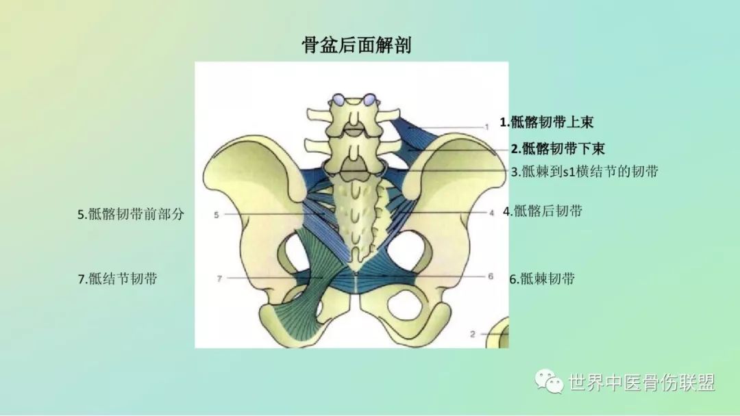 髂棘间径示意图图片