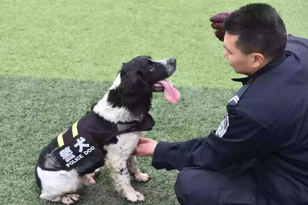 大家好,我是豆包2018年12月15日,警犬训练基地正式挂牌成立