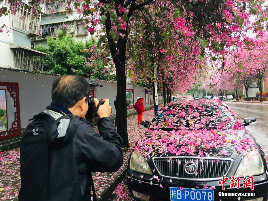 紫荆花如雨般凋落,道路变成粉红色 朱柳融 摄