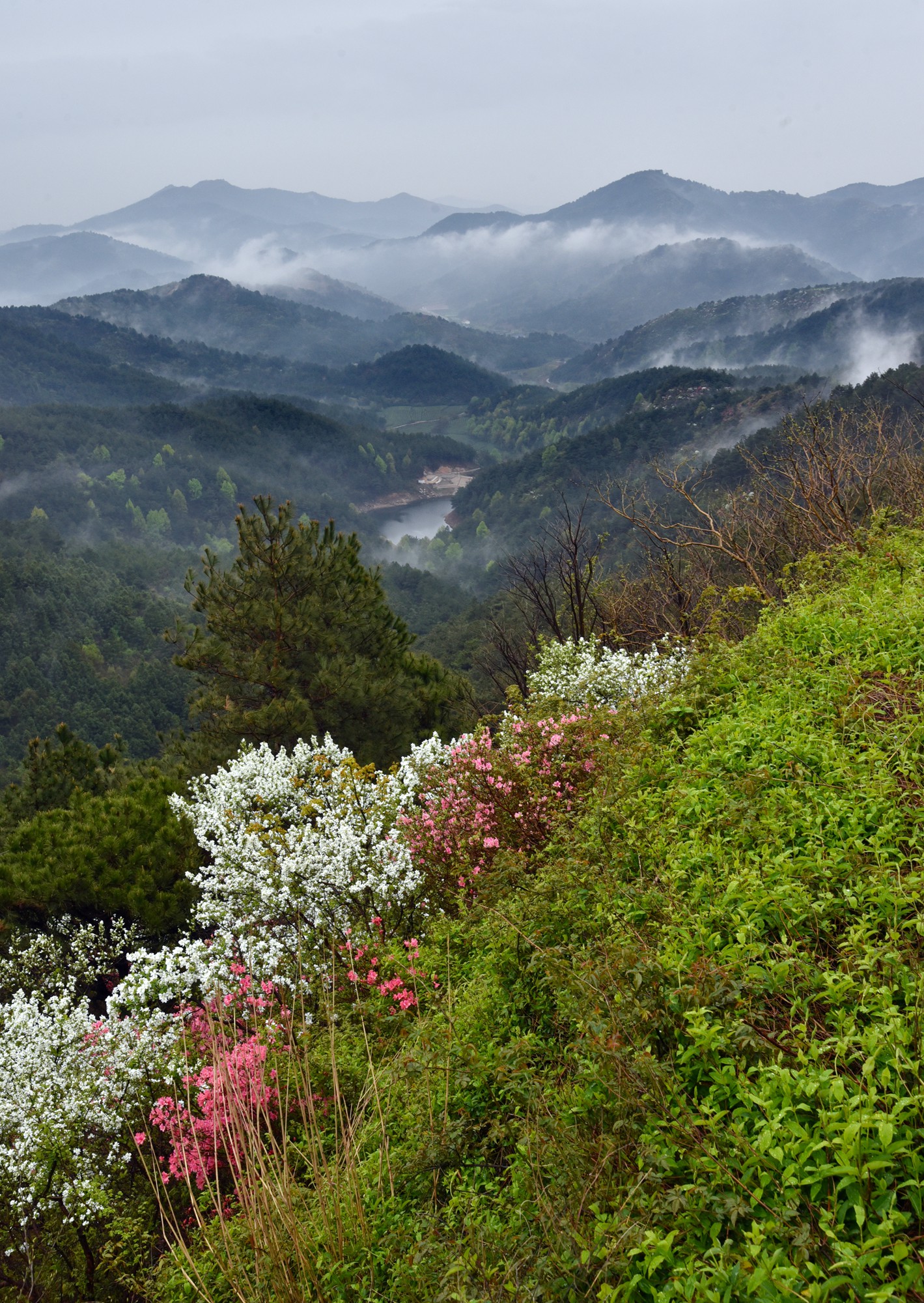 武漢黃陂雲霧山網紅景點遇網紅卻紅不過滿山映山紅