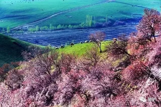 航拍新疆3萬畝杏花谷花開成海美到爆拍大片的好去處