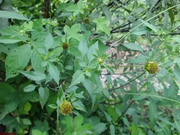 就能生根发芽生命力极其强悍,只要有一点点土开始萌芽生长,到了秋天它