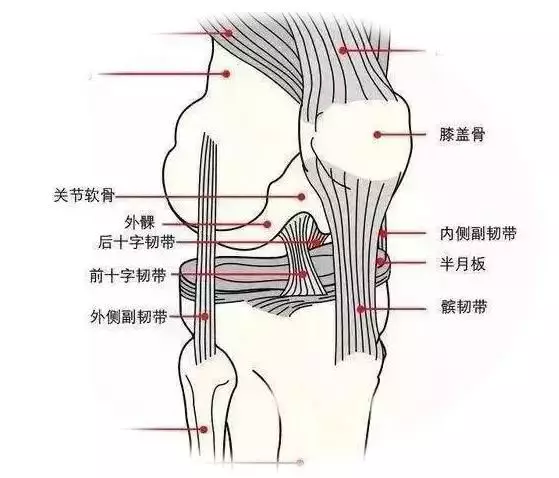 膝关节后方解剖结构图片