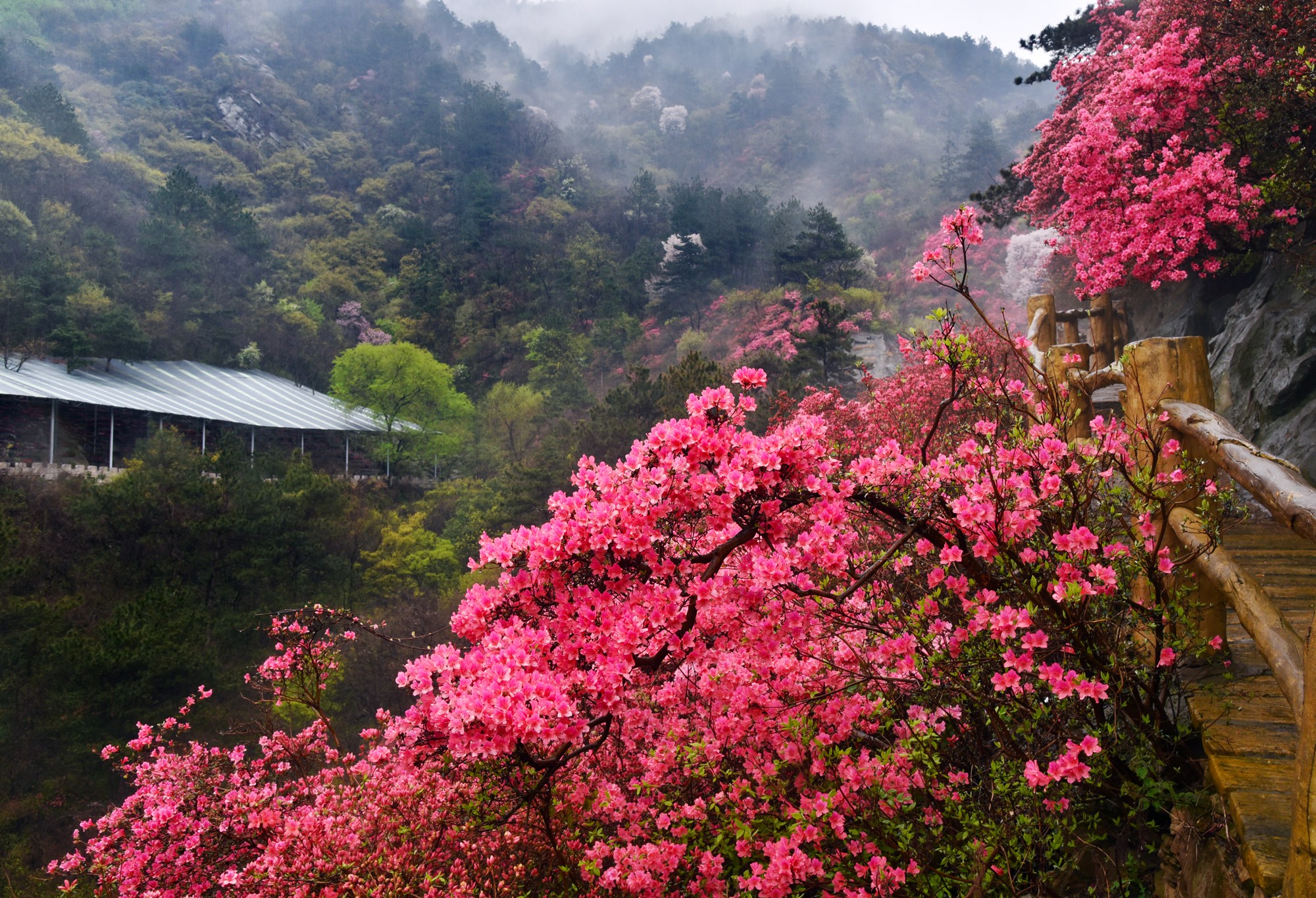 武漢黃陂雲霧山,網紅景點遇網紅,卻紅不過滿山映山紅