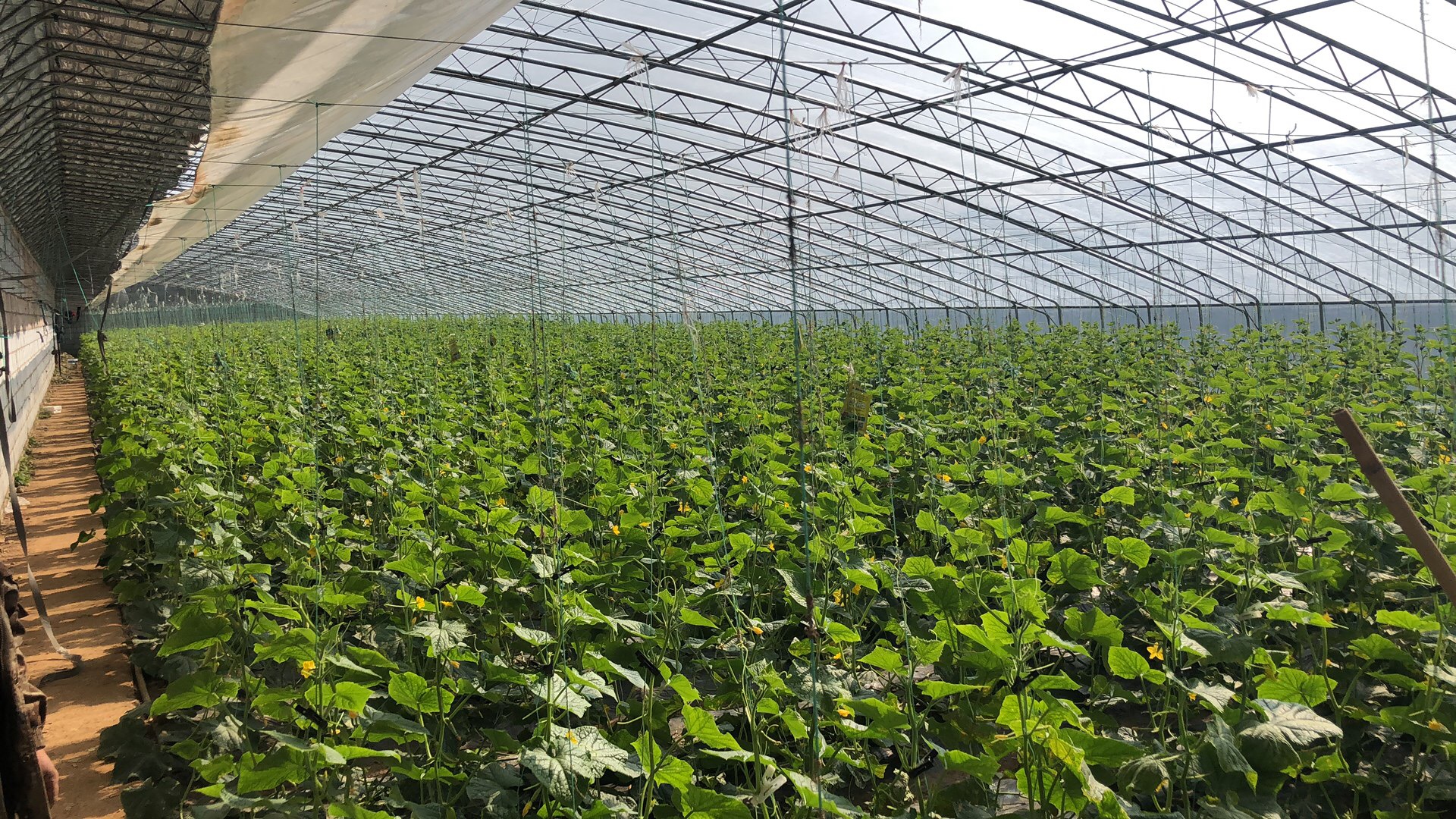 海阳白玉黄瓜带上上海检测标签走向全国