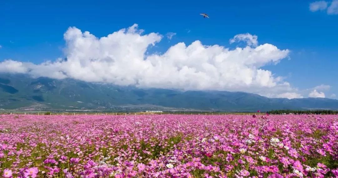 快收下这份攻略,走进"花花世界!_化隆