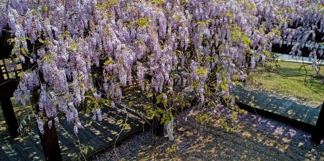 苏州紫藤花公园图片