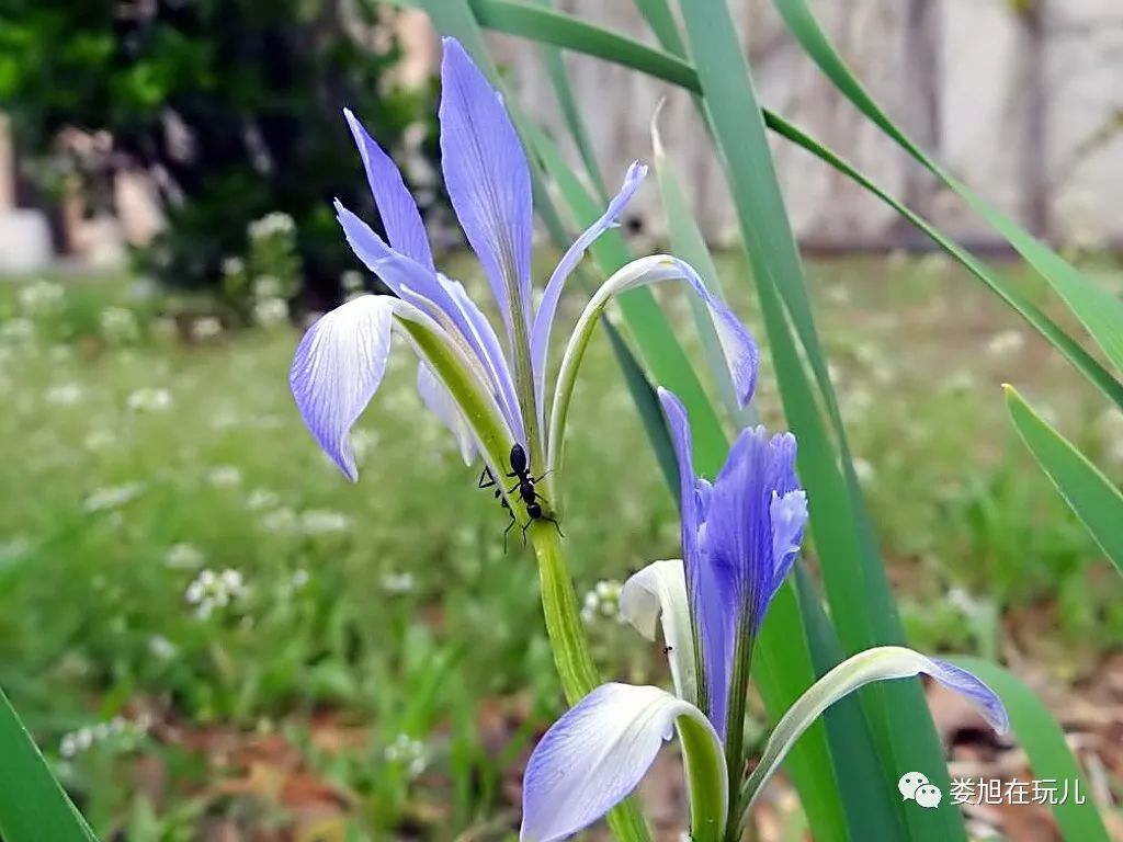 马兰花马兰花风吹雨打都不怕