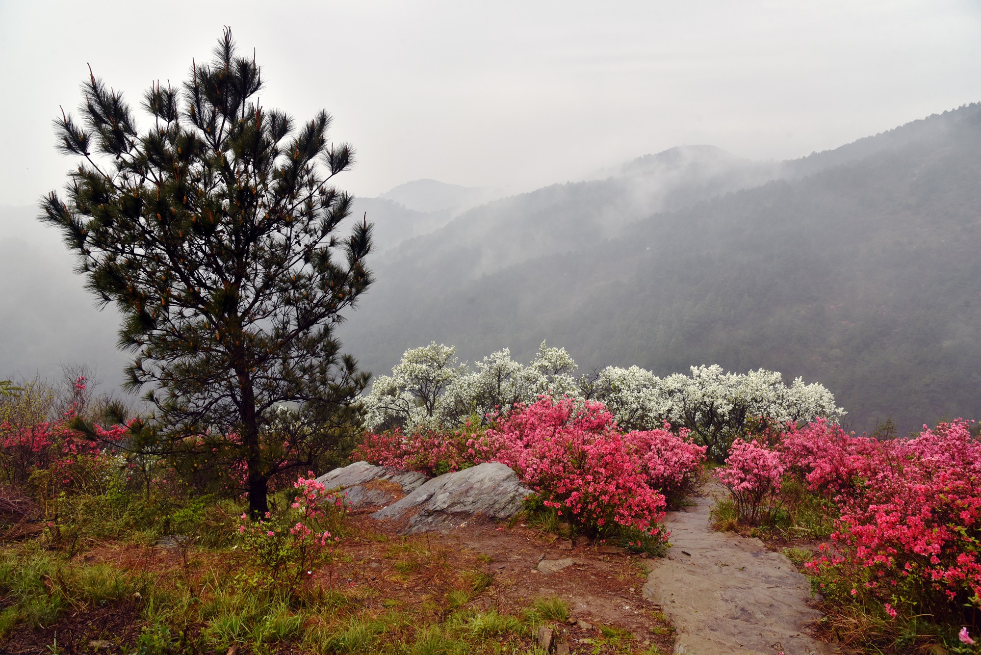 武汉云雾山,网红景点遇网红,却红不过满山映山红