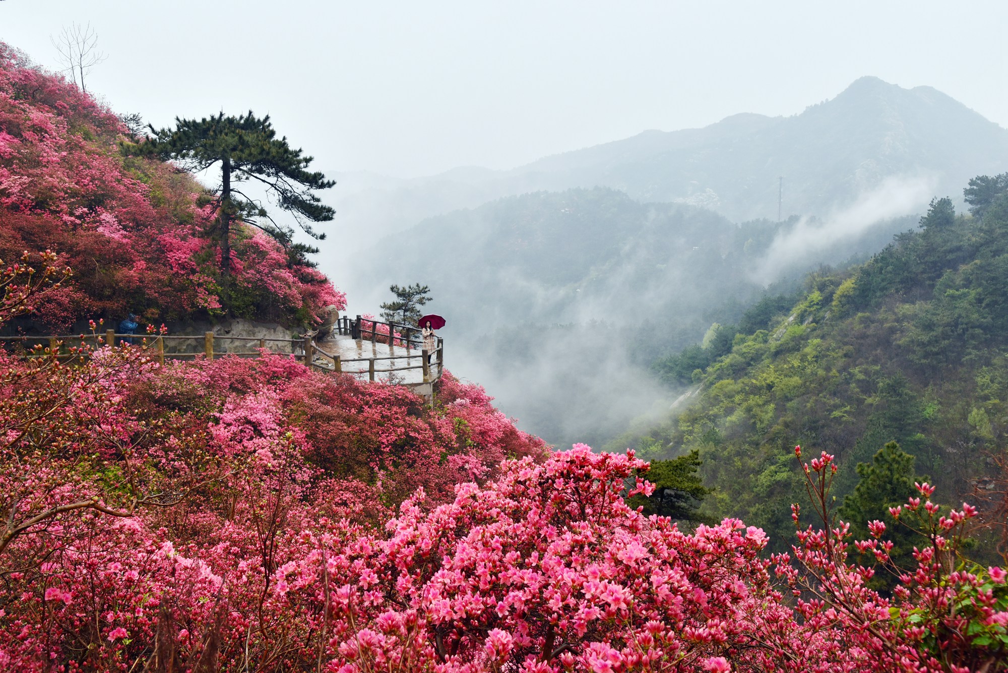 武漢黃陂雲霧山,網紅景點遇網紅,卻紅不過滿山映山紅