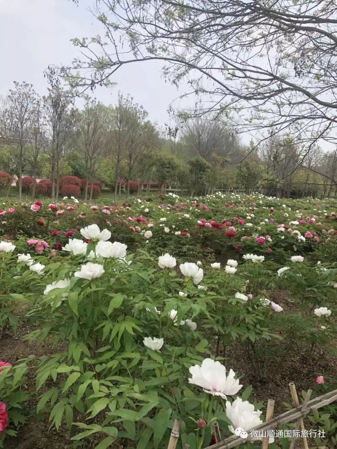 大唐牡丹園 濟寧太白湖賞花一日遊_湖景區