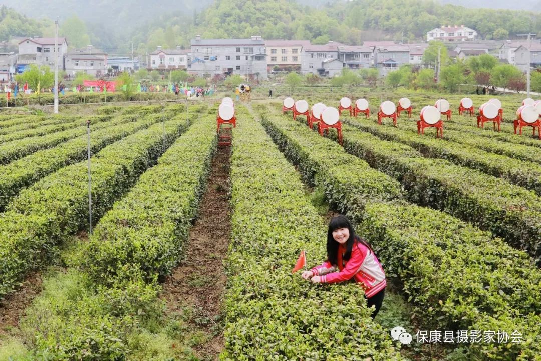 "茶乡店垭 醉美格兰"保康店垭第三届茶文化旅游节精彩开幕_店垭镇