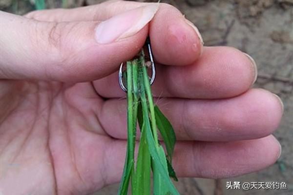 懸浮釣法用手竿比用海竿釣草魚有更多的優勢,手竿釣使用的墜體比海竿