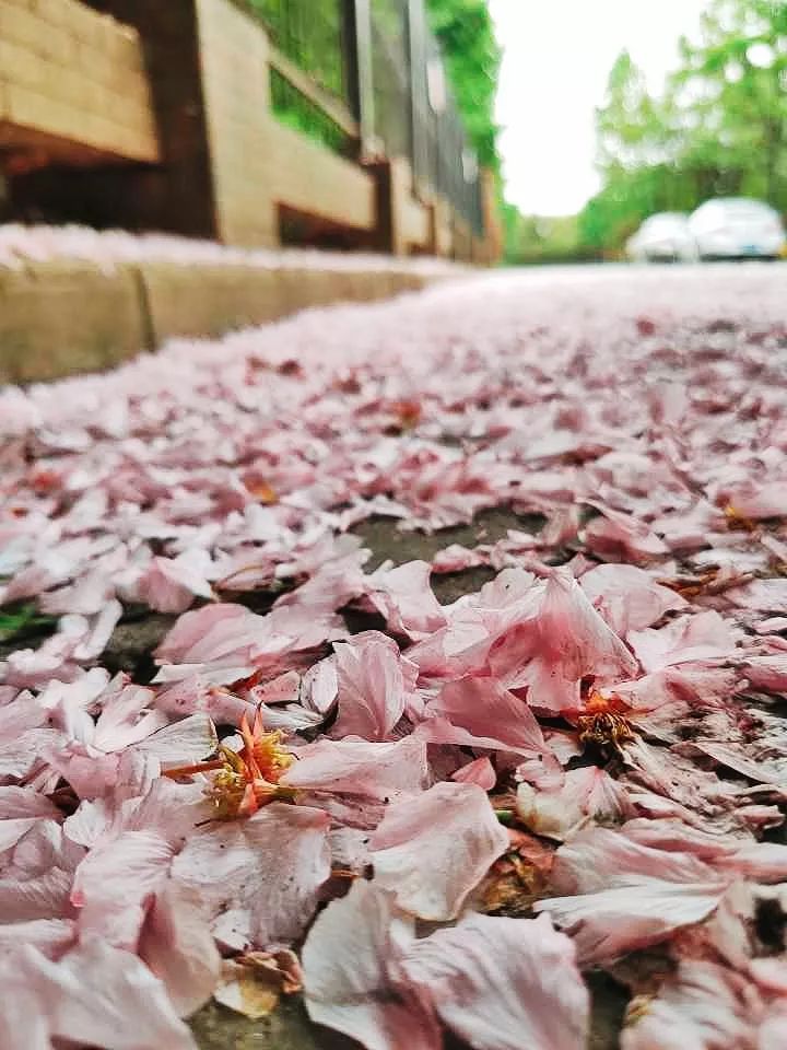 就像踏着春天的泪踏着满地落花红泪偷垂雨过天青点击音乐,更多享受哦