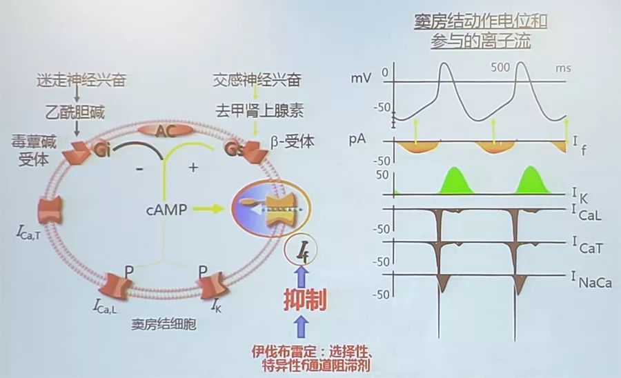 白玲伊伐布雷定的启动时机你清楚吗scc2019