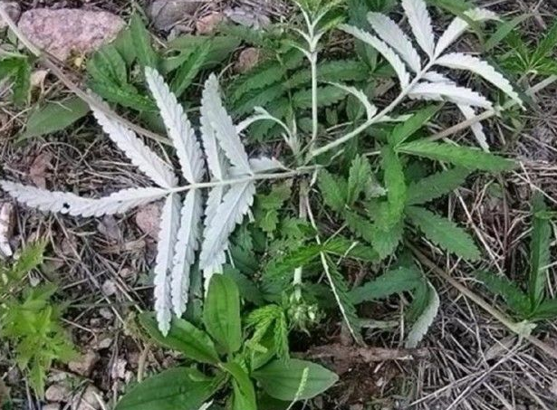 農村常見的一野草,是泡茶的好東西,農民稱