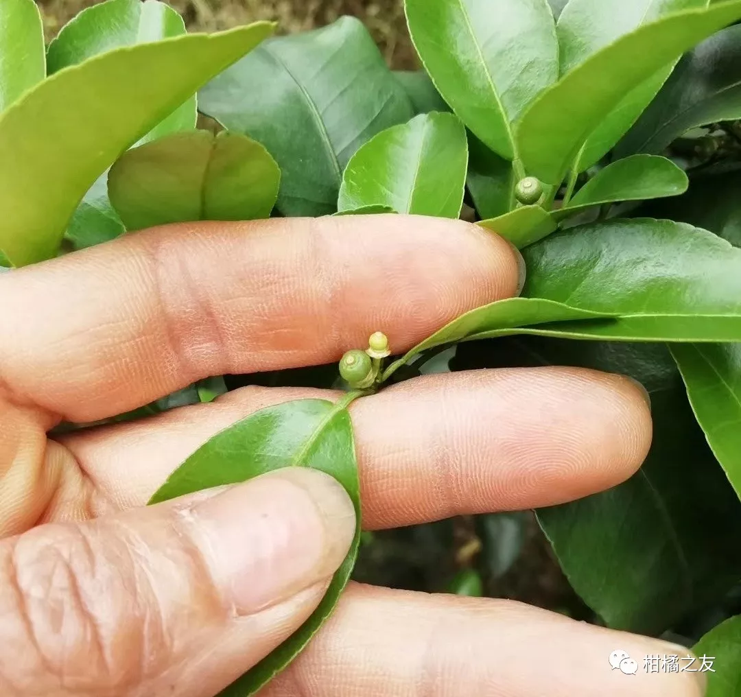 沙糖桔第二次保果藥未噴,夏梢開始萌動了怎麼辦?