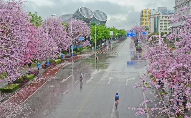 這場紫荊花雨驚豔廣西,但我更愛這些的